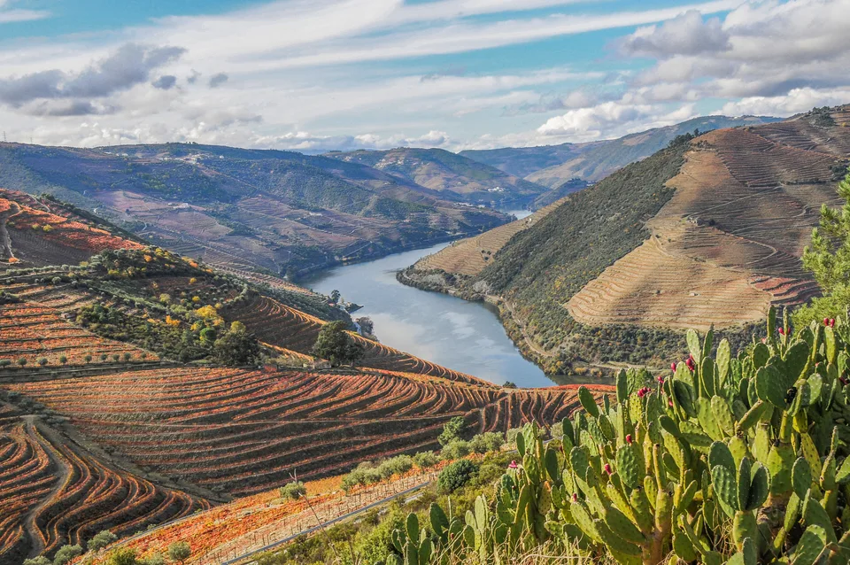 The Douro turning below terraced slopes at Valença do Douro